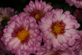 Chrysanthemum 'Ruby Mound' RCP10-06 027.jpg